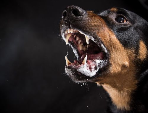 Housemates and Dog Liability